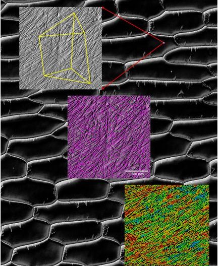Atomic Force Microscopy Reveals Distinctive Patterns of Cellulose Microfibril Motions after Cell Wall Loosening
